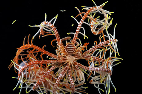 Feather Star Crab